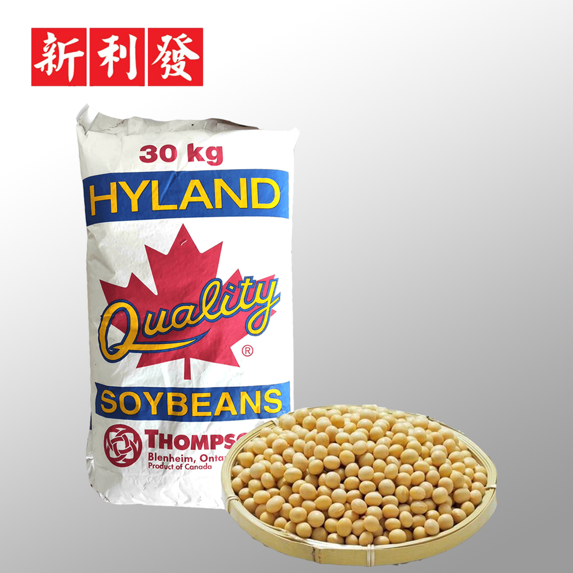 Kacang Soya Canada Merah 红叶 黄豆